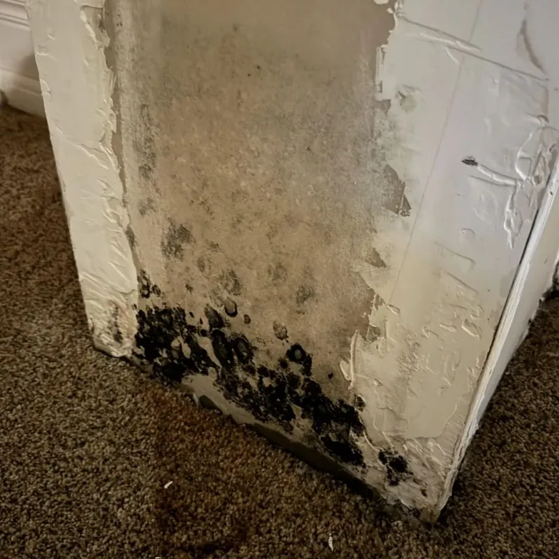 Professional Mold Removal in Freeport, FL